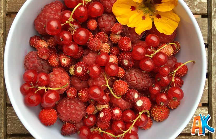 Red Berries - What Are They? | ActiKid Blog blog | ActiKid